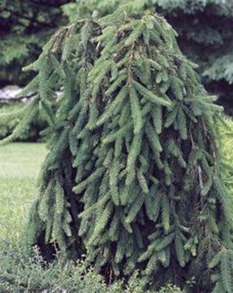 Picea Abies Frohburg Weeping Narrow Norway Spruce Kigi Nursery