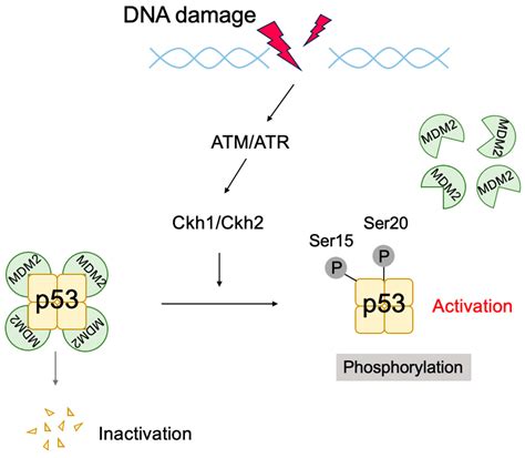 Biology | Free Full-Text | Expanding Roles of the E2F-RB-p53 Pathway in ... 