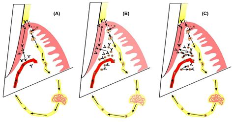 The Role Of Acquired Host Immunity In Periodontal Diseases Kinane Periodontology 2000