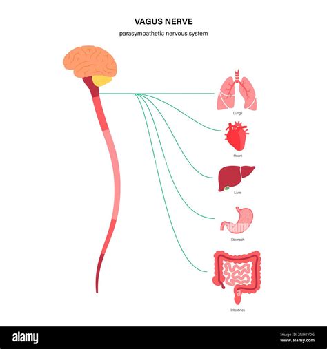 Vagus Nerve Illustration Stock Photo Alamy