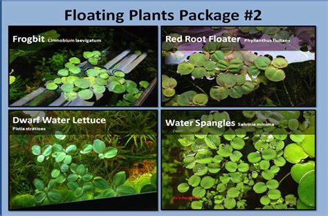 Floating Freshwater Aquarium Plants