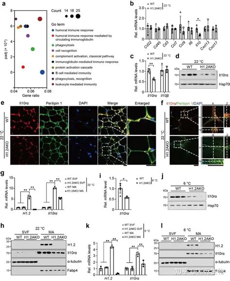 Nat Commun 武汉大学郑凌团队发现脂肪褐变新靶点 和元生物