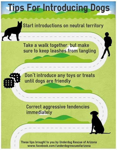 The 4 Secrets To Introducing Dogs To Each Other Dog Care Tips