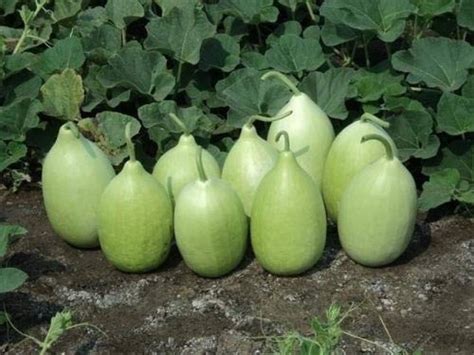 Chalisa Agencies Bottle Gourd Round Kaddu Lauki Seed Price In India Buy Chalisa Agencies