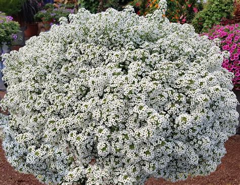 Алиссум вегетативный - фото и картинки: 68 штук