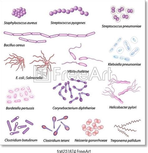 Free art print of Common bacteria infecting human | Microbiology ...