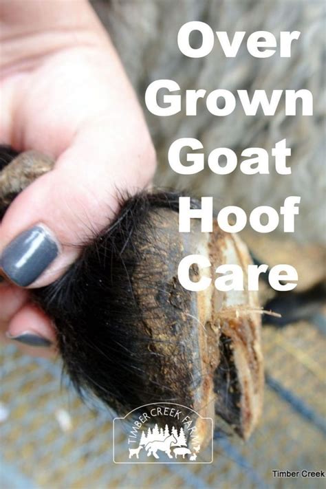 Overgrown Goat Hoof Care Steps to Take | Goat hoof trimming, Goat health, Hoof care