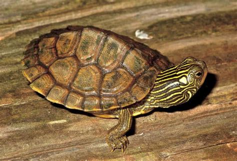 20 Types of Aquatic Turtles for Every Reptile Enthusiast - The Pet Savvy