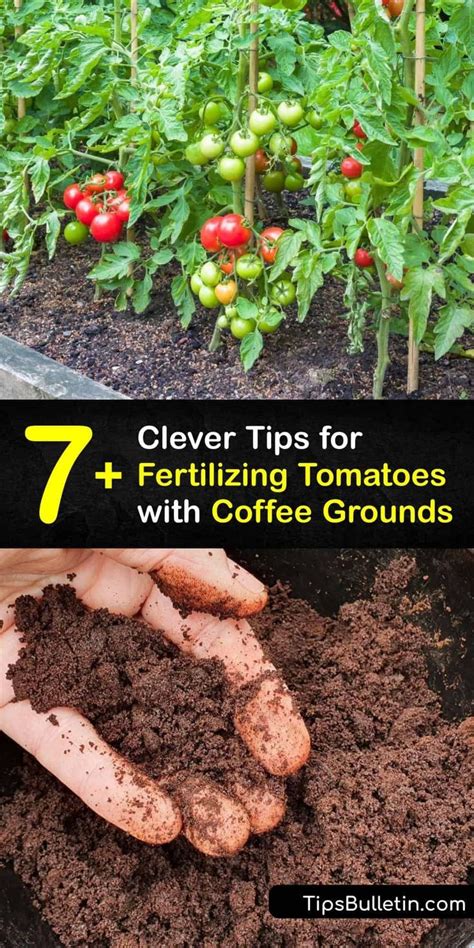 Clever Tips For Fertilizing Tomatoes With Coffee Grounds In