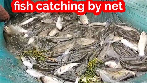 Fish Catching By Net जाल से मछली पकड़ने का वीडियो Sundar Bihar