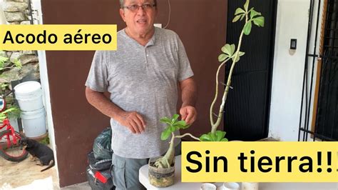 COMO HACER UN ACODO AEREO SIN TIERRA LAS PLANTAS DEL ABUELO GINO