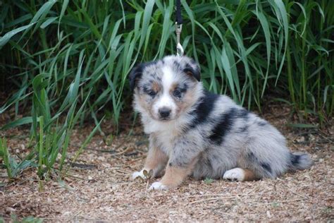 63 Border Collie X Blue Heeler Puppies For Sale Image Codepromos