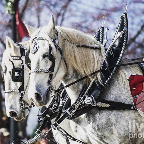 ALL HORSE PARADE