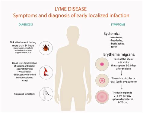 Can Lyme Disease Be Cured Know More In Details