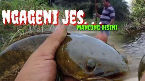 Mancing Di Sarangnya Ikan Gabus Youtube