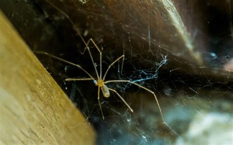 How To Kill Spiders Easy Methods You Can Do Right Now