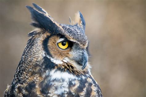 Great Horned Owl Audubon Field Guide