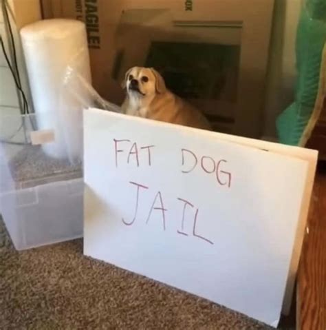 Fat Dog Jail - Meme - Shut Up And Take My Money