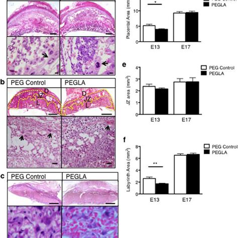 Lif Inhibition During Placental Development Results In Abnormal