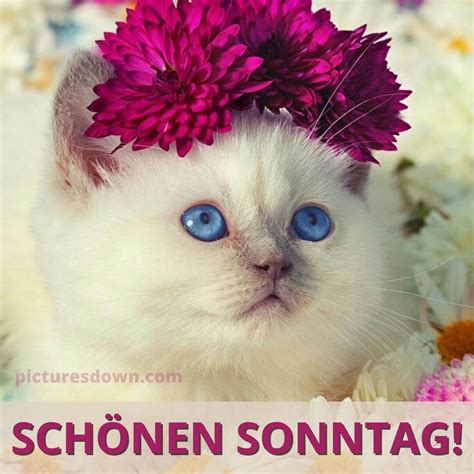 Schönen sonntag bild Katze mit Blumen kostenlos herunterladen