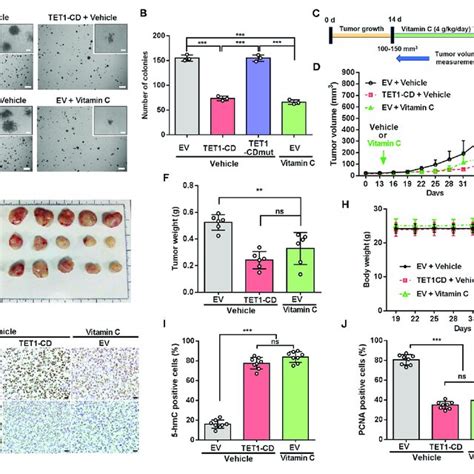 Knockdown Of Ten Eleven Translocation 1 Tet1 Facilitates Urinary