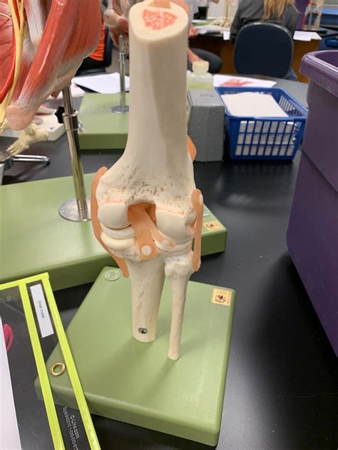 Right Knee Joint Posterior View Diagram Quizlet