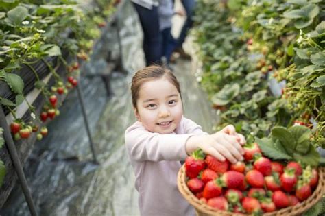 问答带孩子摘草莓怕不干净会不会吃进农药