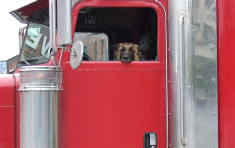 How Do You Transport A Dog In A Truck Bed