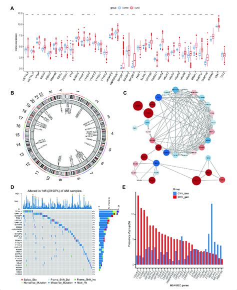 Landscapes Of M C M A Related Genes In Luad A Boxplot Illustrates