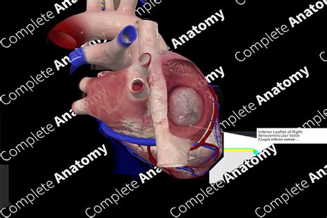 Inferior Leaflet of Right Atrioventricular Valve | Complete Anatomy