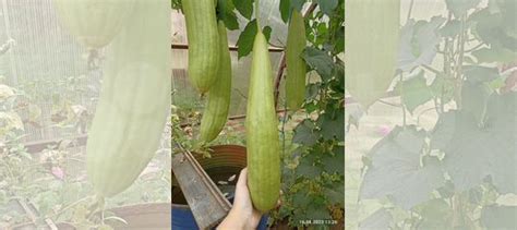 Семена люффы купить в Йошкар-Оле | Товары для дома и дачи | Авито