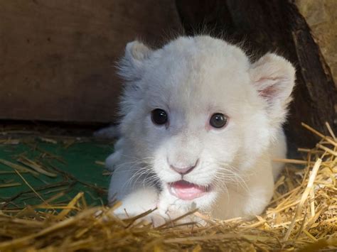 Top Imagen Leones Blancos En Mexico Abzlocal Mx