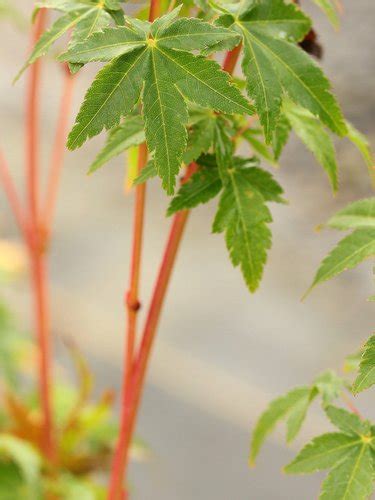 Acer Palmatum Bihou Acer Palmatum Bihoo Bihou Coral Yellow Bark