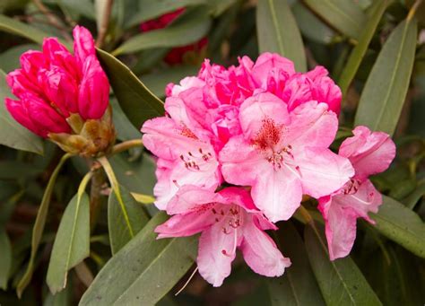 Rhododendrons Are Easy To Grow From Cuttings Cape Gazette