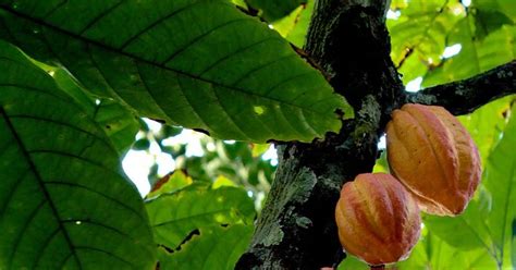 Albero Di Cacao Theobroma Cacao Foresta Amazzonica