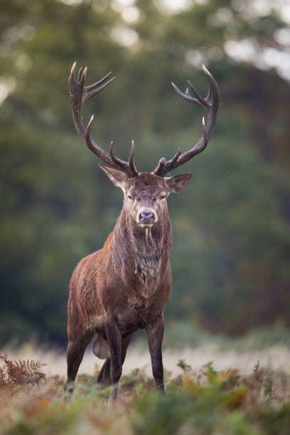 Red Deer Uk Stock Photos, Pictures & Royalty-Free Images - iStock