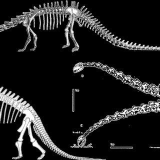 Views on sauropod neck posture have varied considerably through the ...