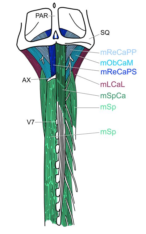 Central Neck Muscles Of Sphenodon In Dorsal View With The M Spinalis