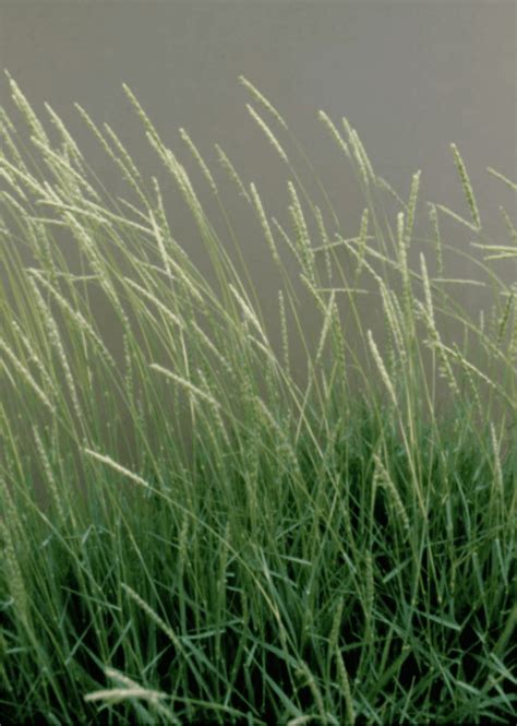 Galleta Grass Pleuraphis Jamesii Great Basin Seeds