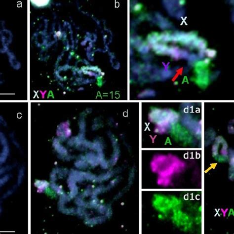 Meiotic Analysis Of Species A Cinereus Compound Sex System With In Download Scientific