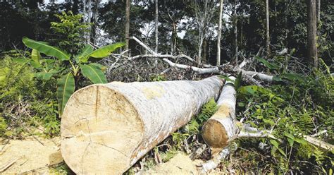 A Bologna Si Disbosca Come Se Non Ci Fosse Un Domani Alberi