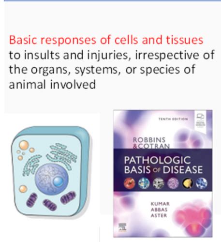 Introduction To Pathology Flashcards Quizlet