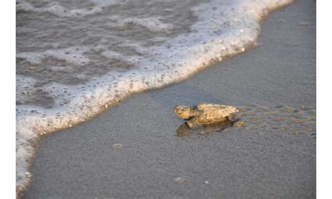 To the rescue: Helping threatened Mediterranean sea turtles