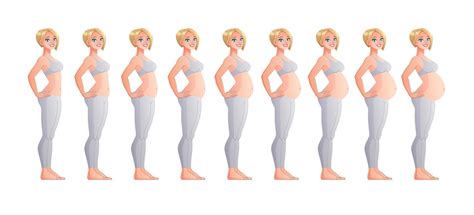 Stages Of Pregnancy Month By Month Vector Illustration Vector