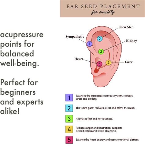 Anxiety Ear Seed Placement Chart Comprehensive Acupuncture Ear Chart