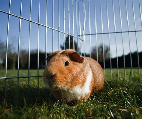 Top 5 Guinea Pig Cages & 7 Factors To Make Perfect Enclosure - More ...