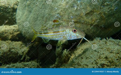 Striped Red Mullet Or Surmullet Mullus Surmuletus Undersea Aegean Sea