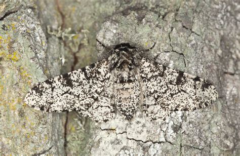 Peppered Moth Facts, Habitat, Diet, Life Cycle, Baby, Pictures