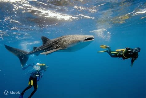 Cebu Sumilon Island Day Tour And Oslob Whale Shark Watching Klook