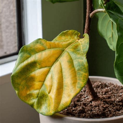 Demystifying The Mystery Why Do Houseplant Leaves Turn Yellow The Botanical Bar